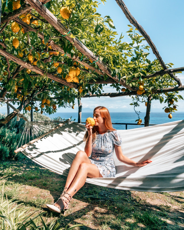 Amalfi lemons