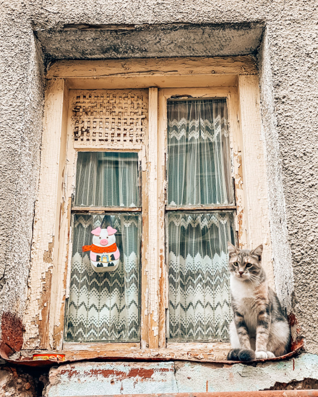 cat in Tbilisi