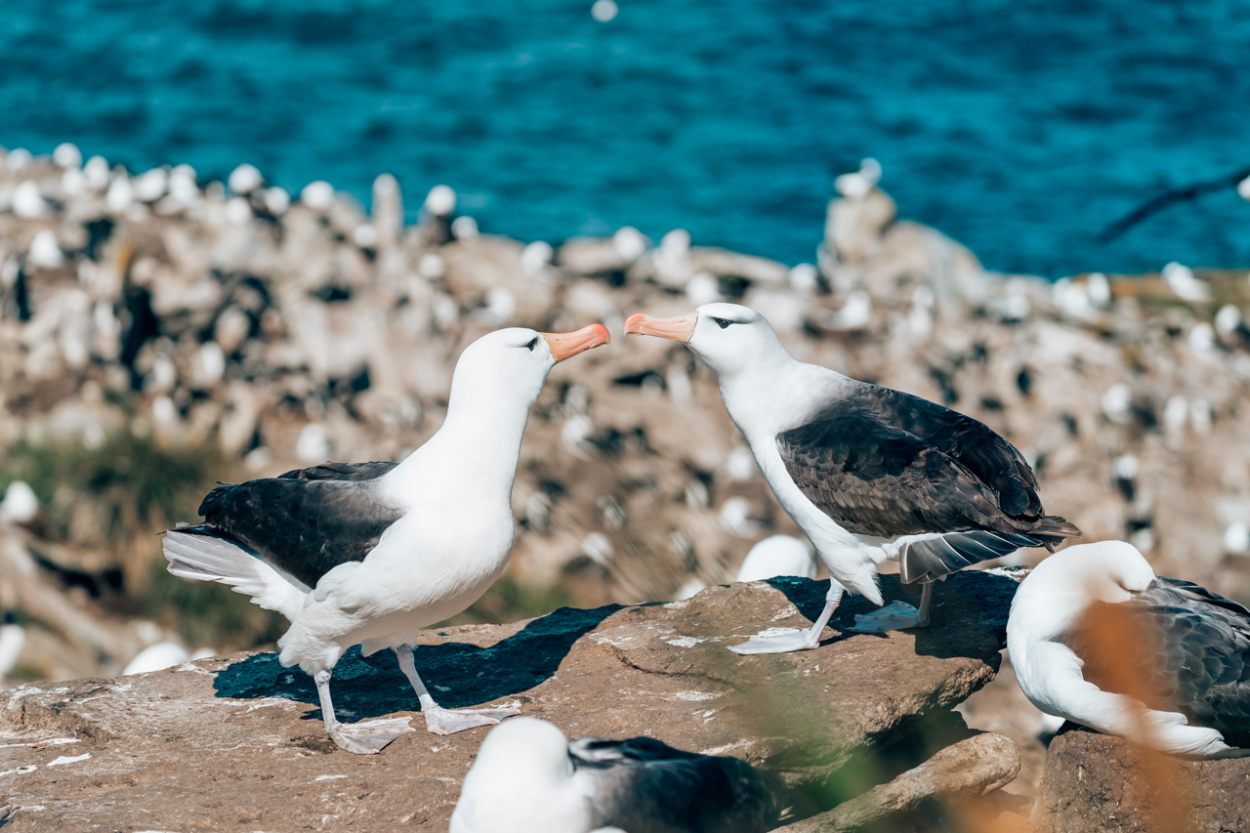 West Point Island birds