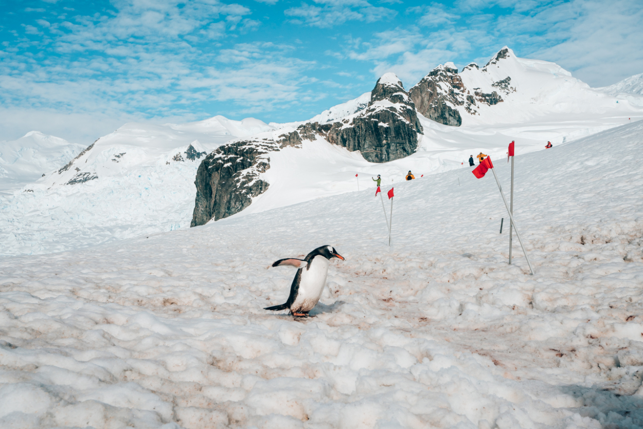 antarctica trip cheap