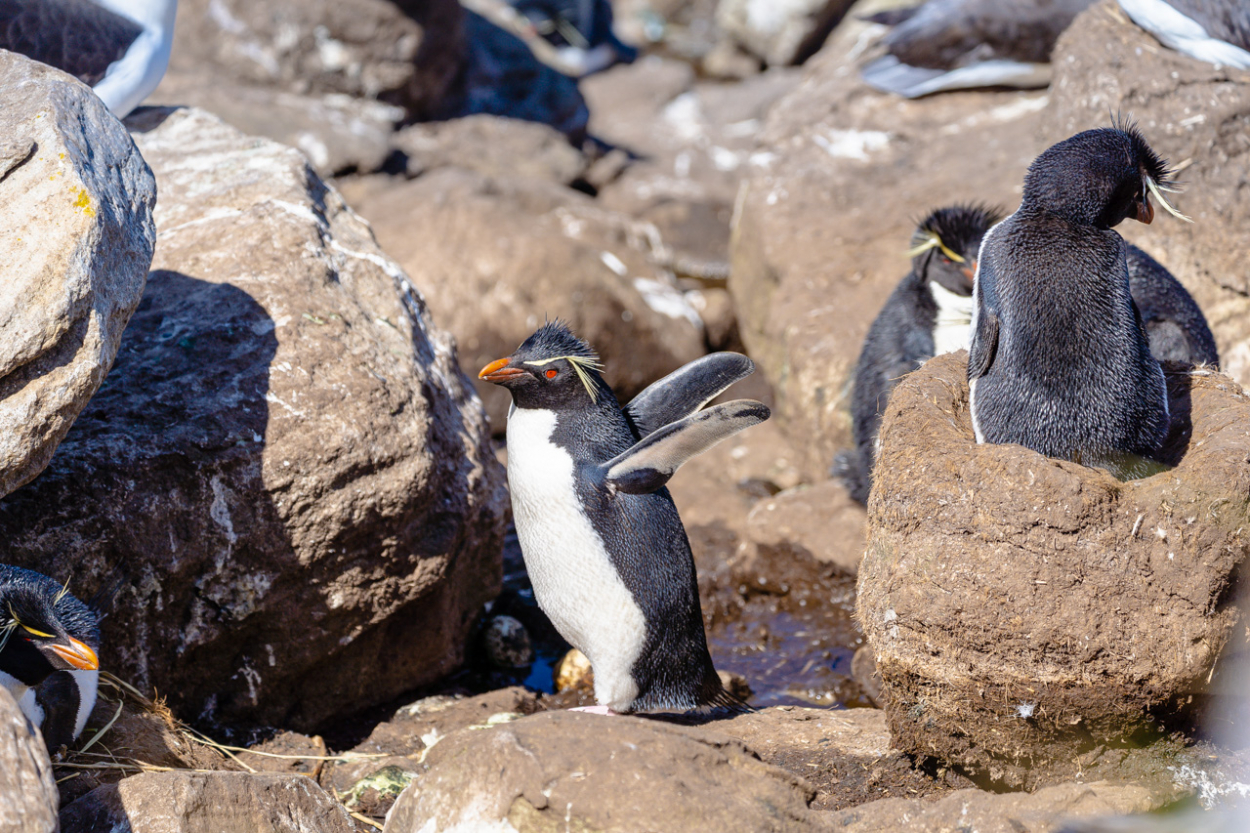 Rockhopper Penguins