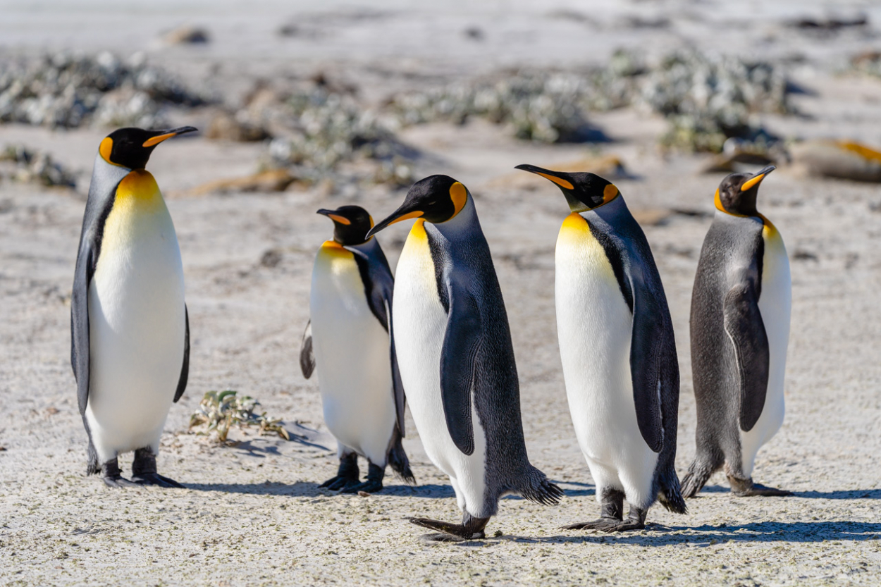 King Penguins Saunders Island