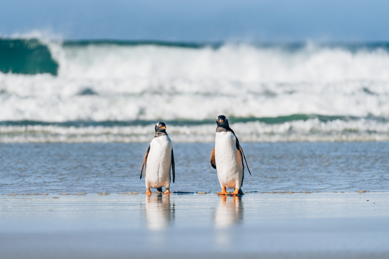 penguins Falkland Islands