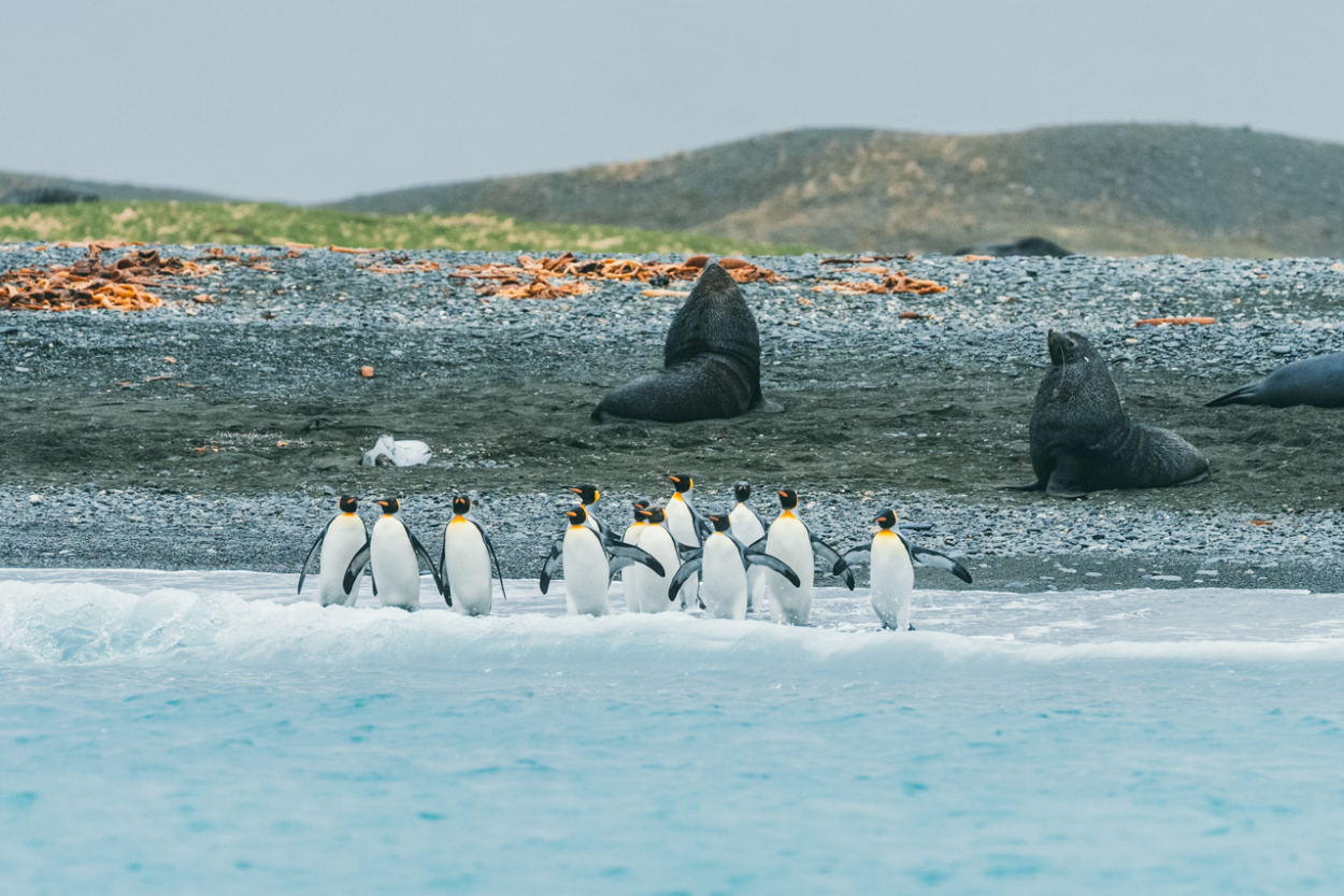 Fortuna Bay South Georgia