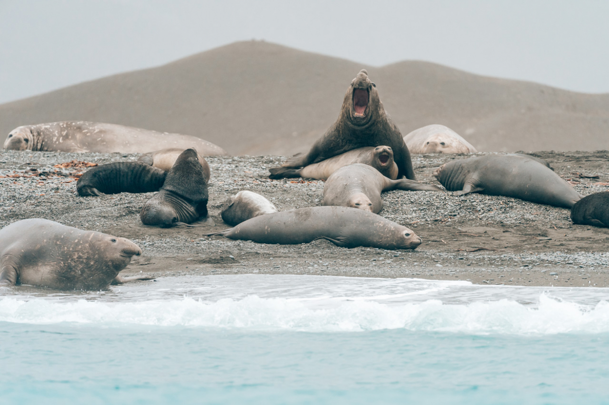 Fortuna Bay South Georgia