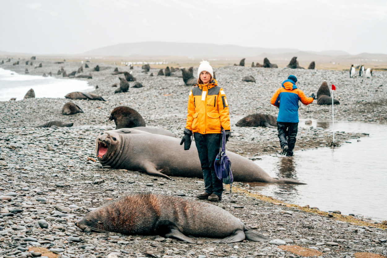 elephant seals South Georgia