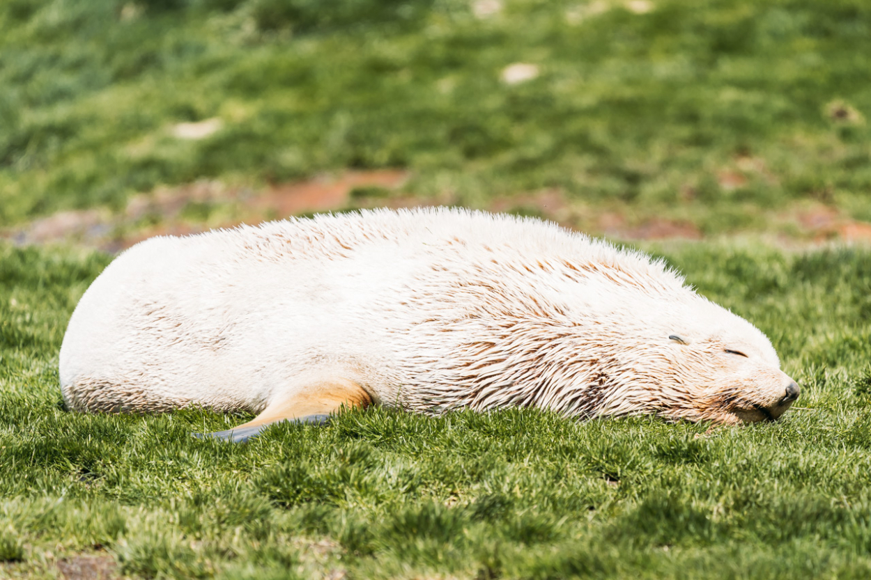 albino seal