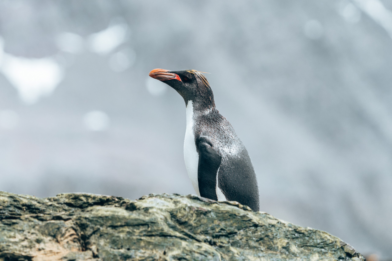 macaroni penguin