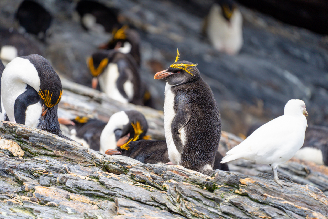 macaroni penguins