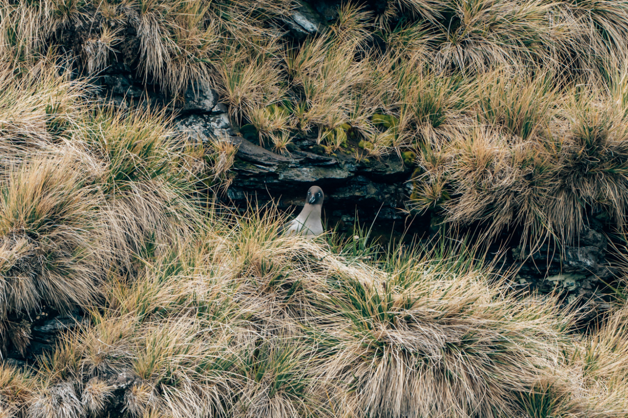 Possession Bay South Georgia