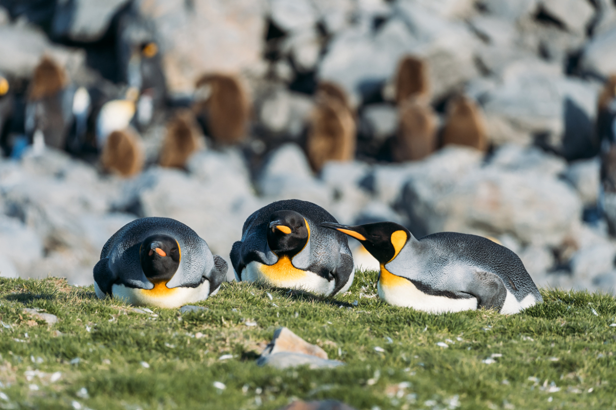 King penguins South Georgia