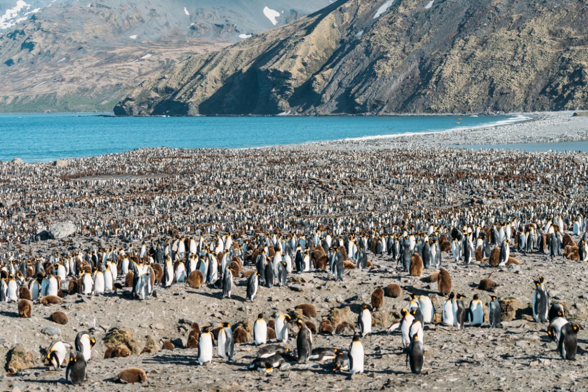 South Georgia Island Photos That Will Make You Want To Visit 