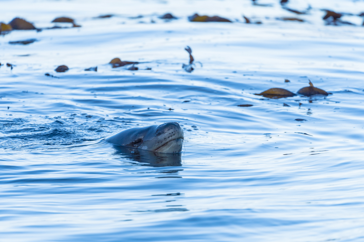 leopard seal