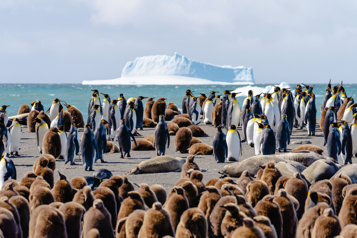 King Penguins South Georgia