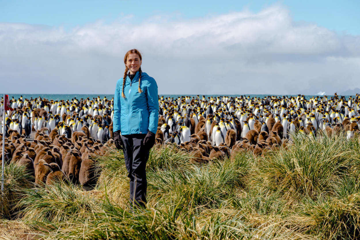 South Georgia penguins