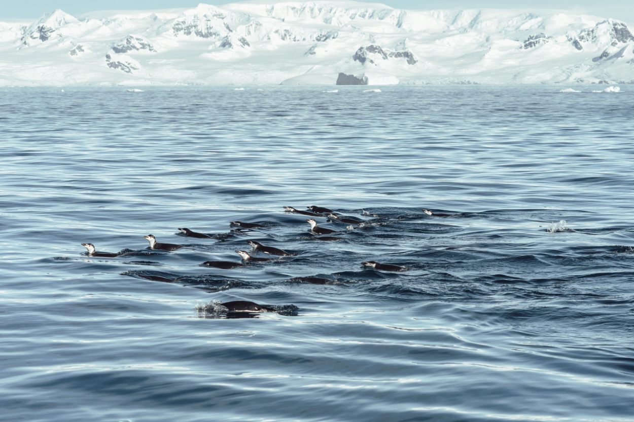 swimming penguins