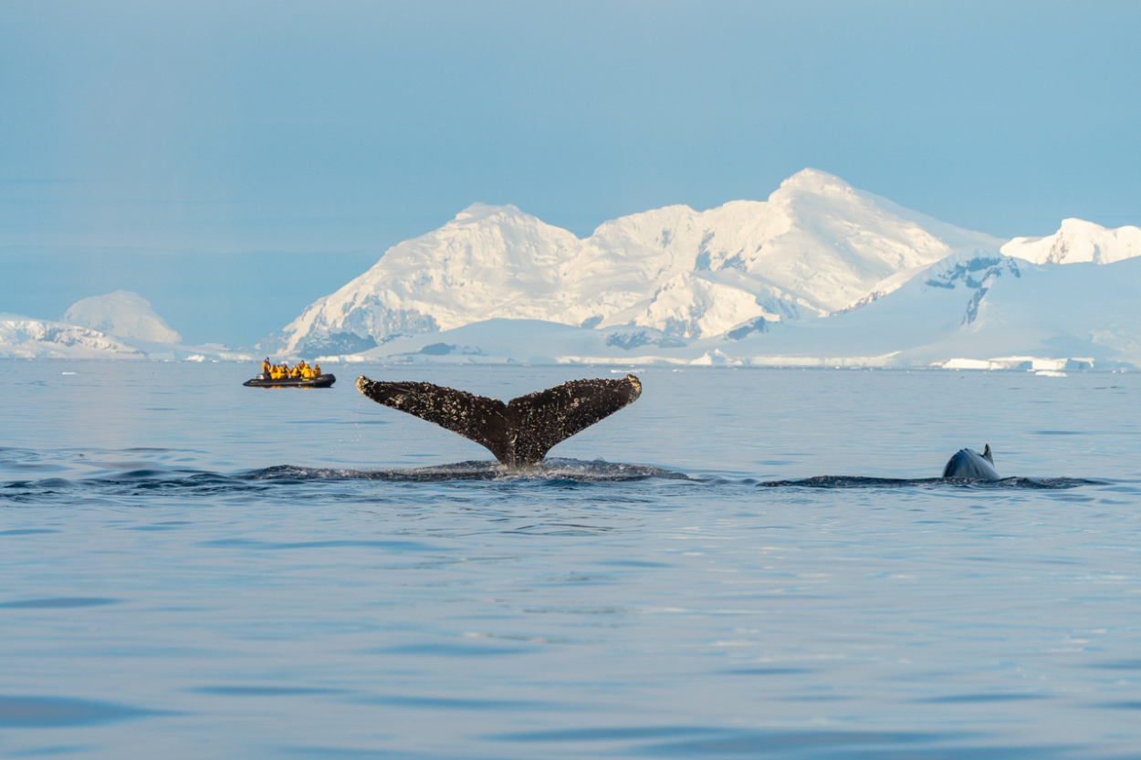 whale watching Antarctica