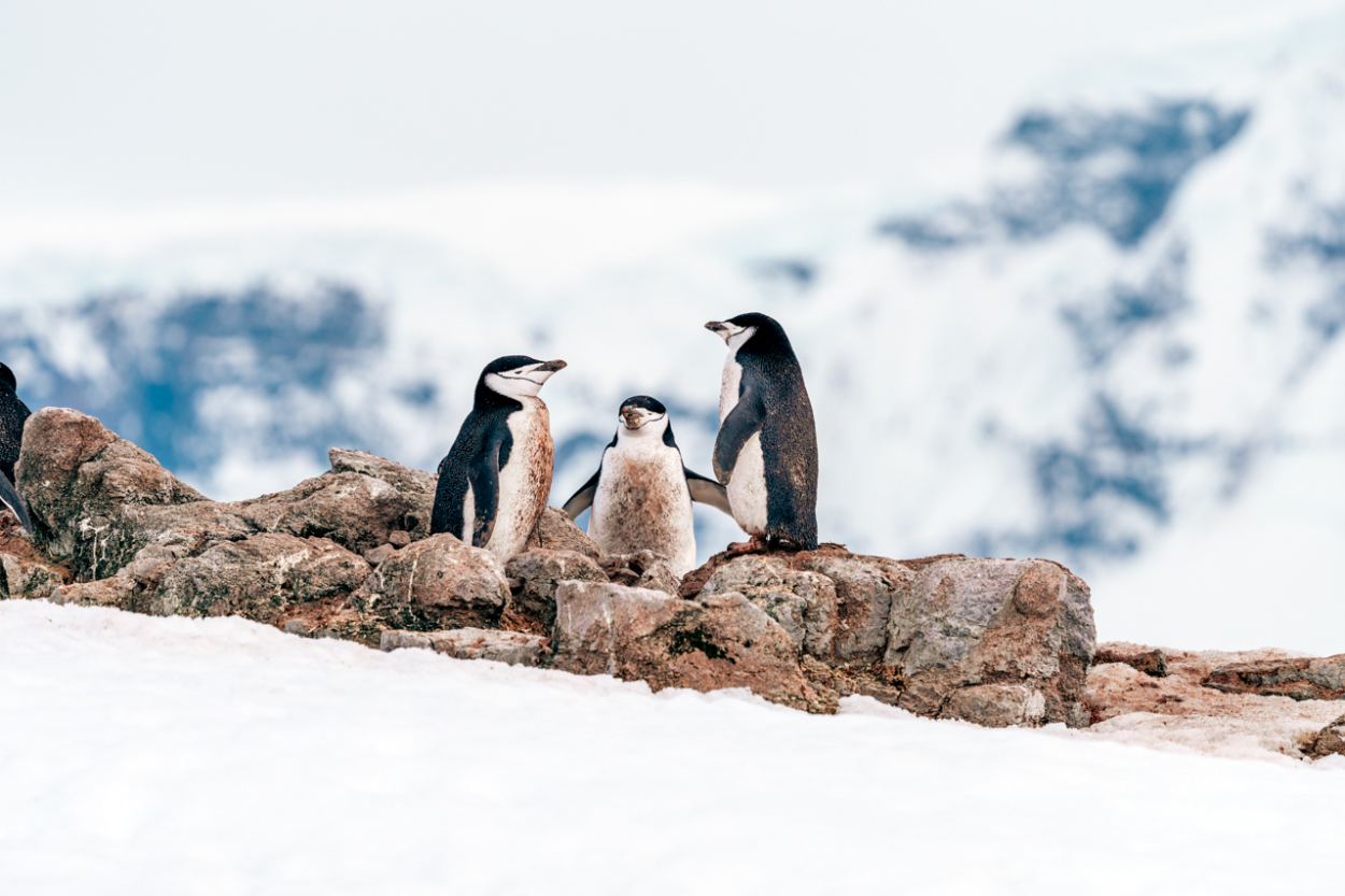 chinstrap penguins