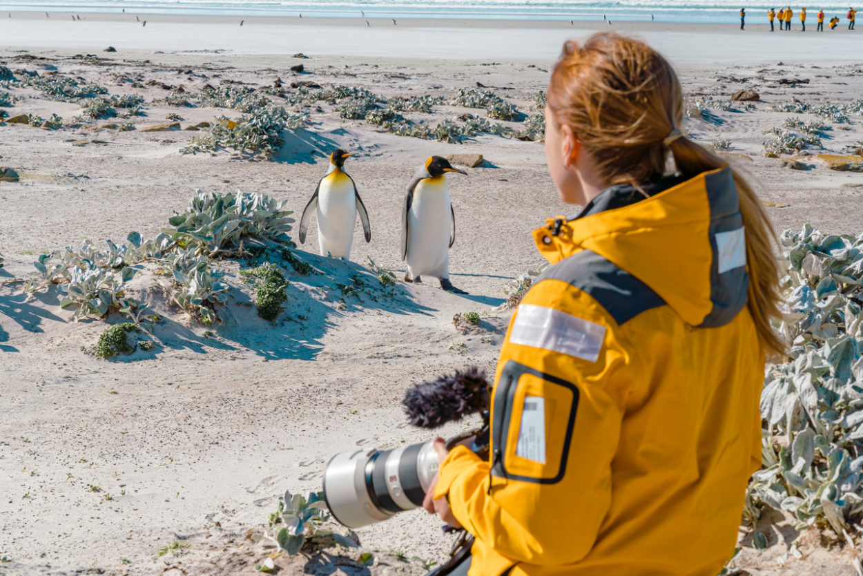 penguins falklands