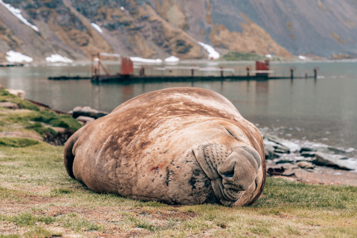 elephant seal gritviken