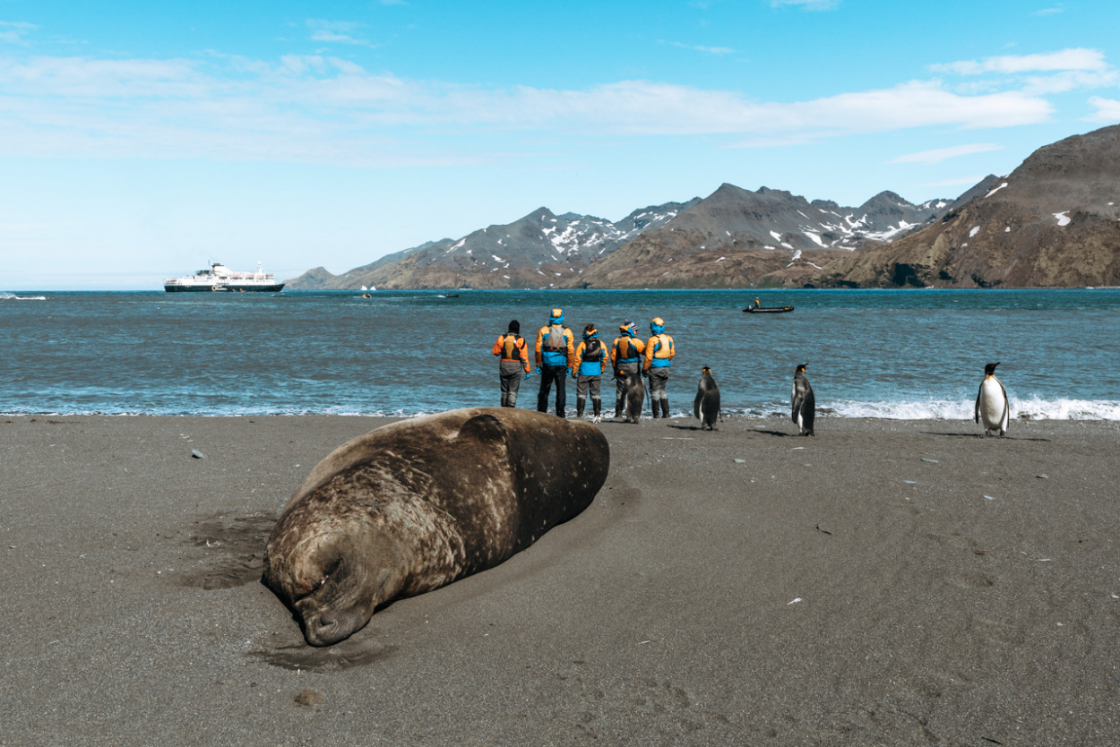 elephant seals St Andrews Bay South Georgia