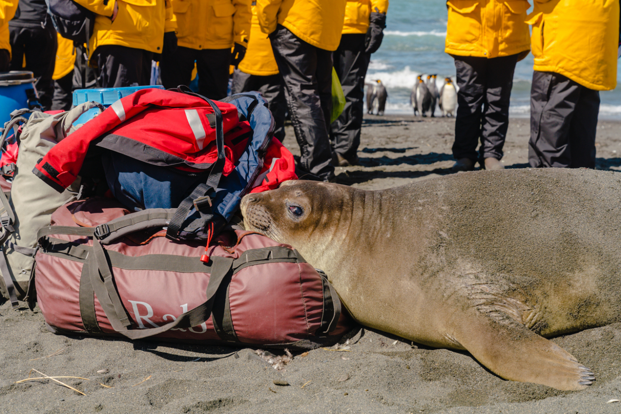 seals South Georgia