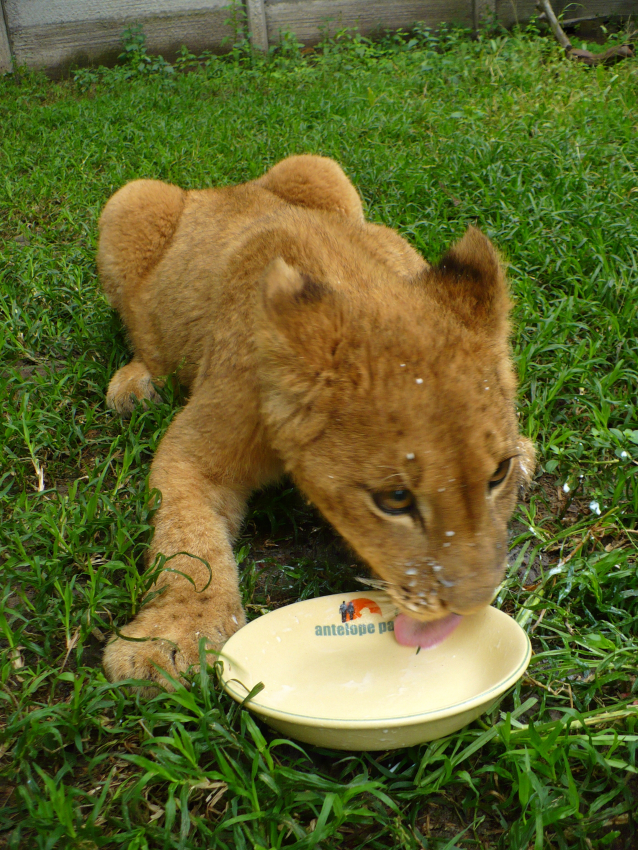 lion cub