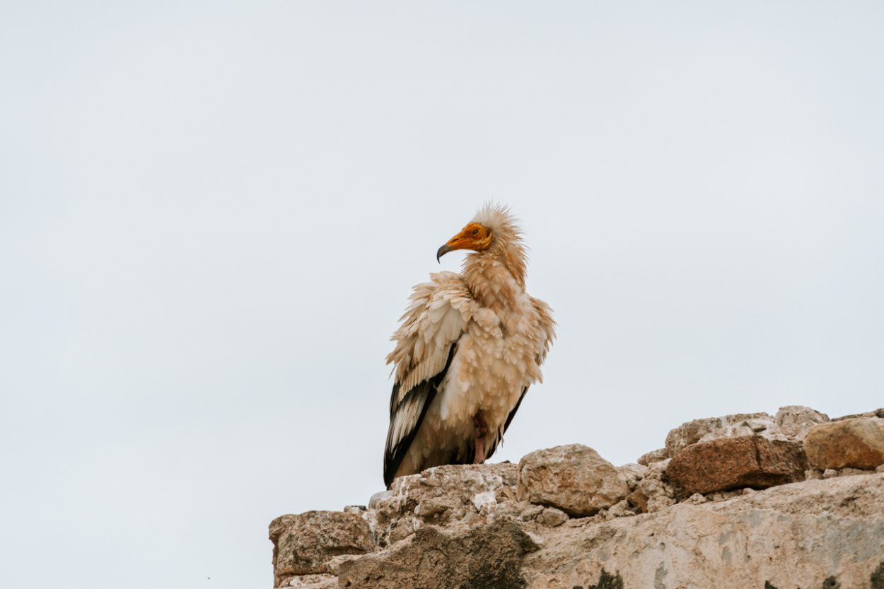 egyptian vulture