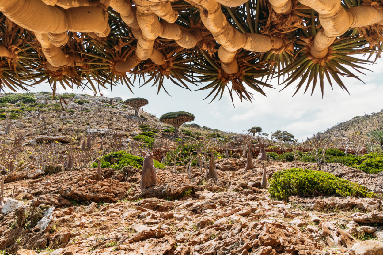 hoe een Yemenia vlucht van Caïro naar Socotra boeken