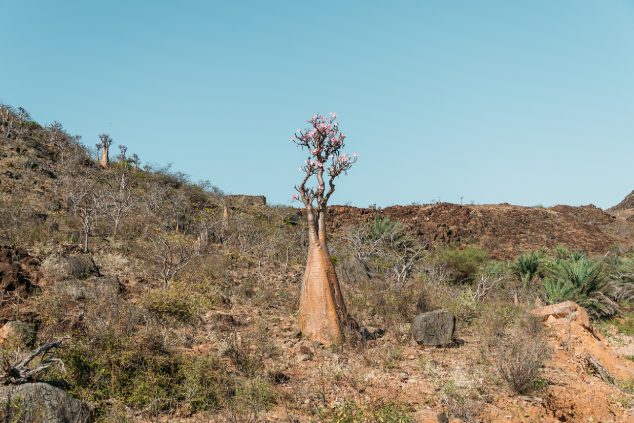 Socotra bottle tree
