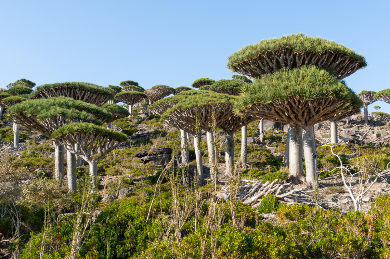 călătorie la Socotra