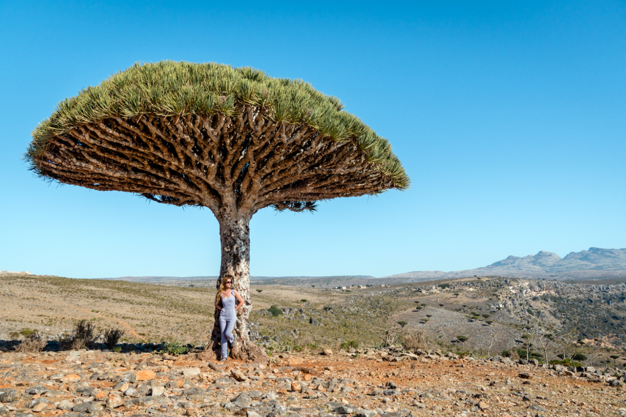 What No One Tells You About Traveling To Socotra Island