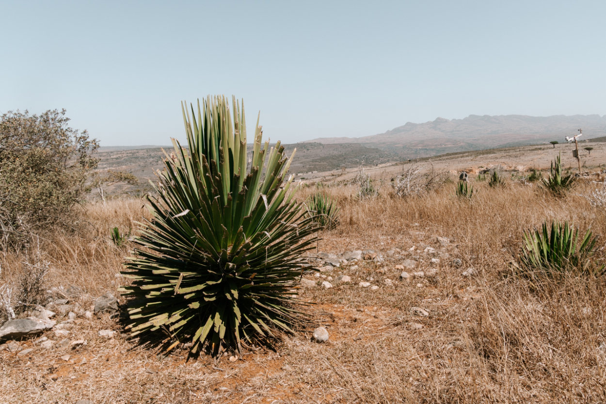 small dragon blood tree