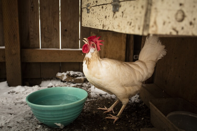 chicken in a coop