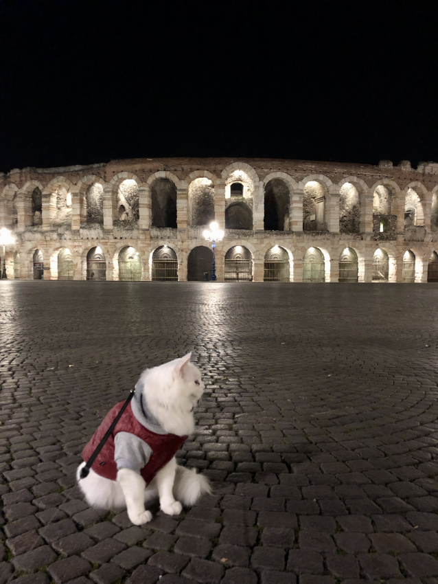 Digital nomad family with a cat in Italy