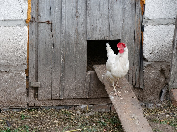 chicken coops