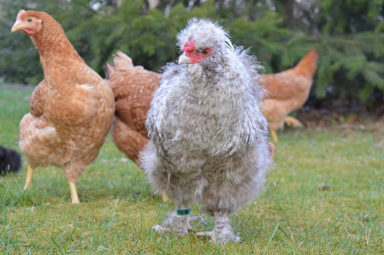 6 Things No One Ever Tells You About Traveling With Chickens At Home
