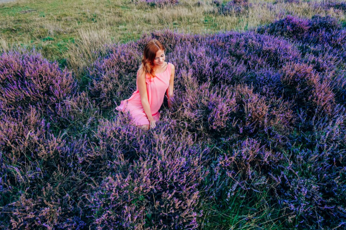 Visiting vibrant purple heather fields near Amsterdam, a stunning natural sight for an extended Amsterdam itinerary.