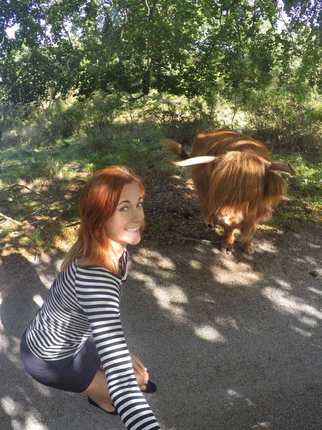 Close encounter with a Scottish Highland cow in Amsterdam's green spaces, a unique experience in a 2-day Amsterdam trip.