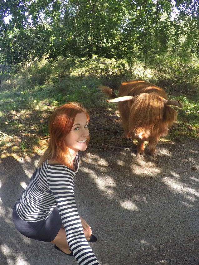 Amsterdamse Bos highland cow