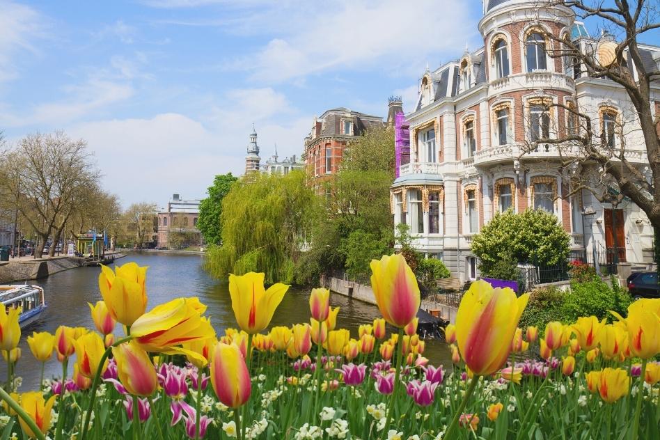Springtime in Amsterdam with tulips in bloom along the canals, perfect for a spring Amsterdam itinerary
