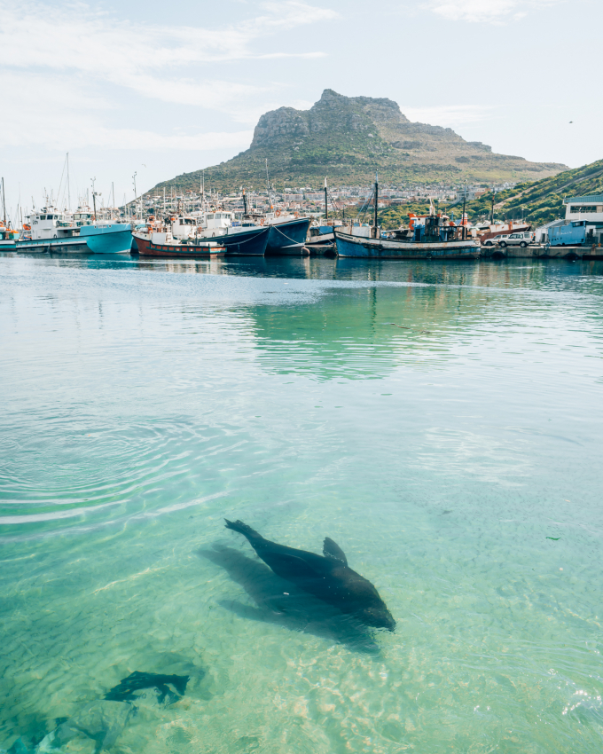 A seal playfully swimming in the clear waters of Hout Bay harbor with the Cape Town mountainscape in the background, a unique and serene wildlife encounter for visitors