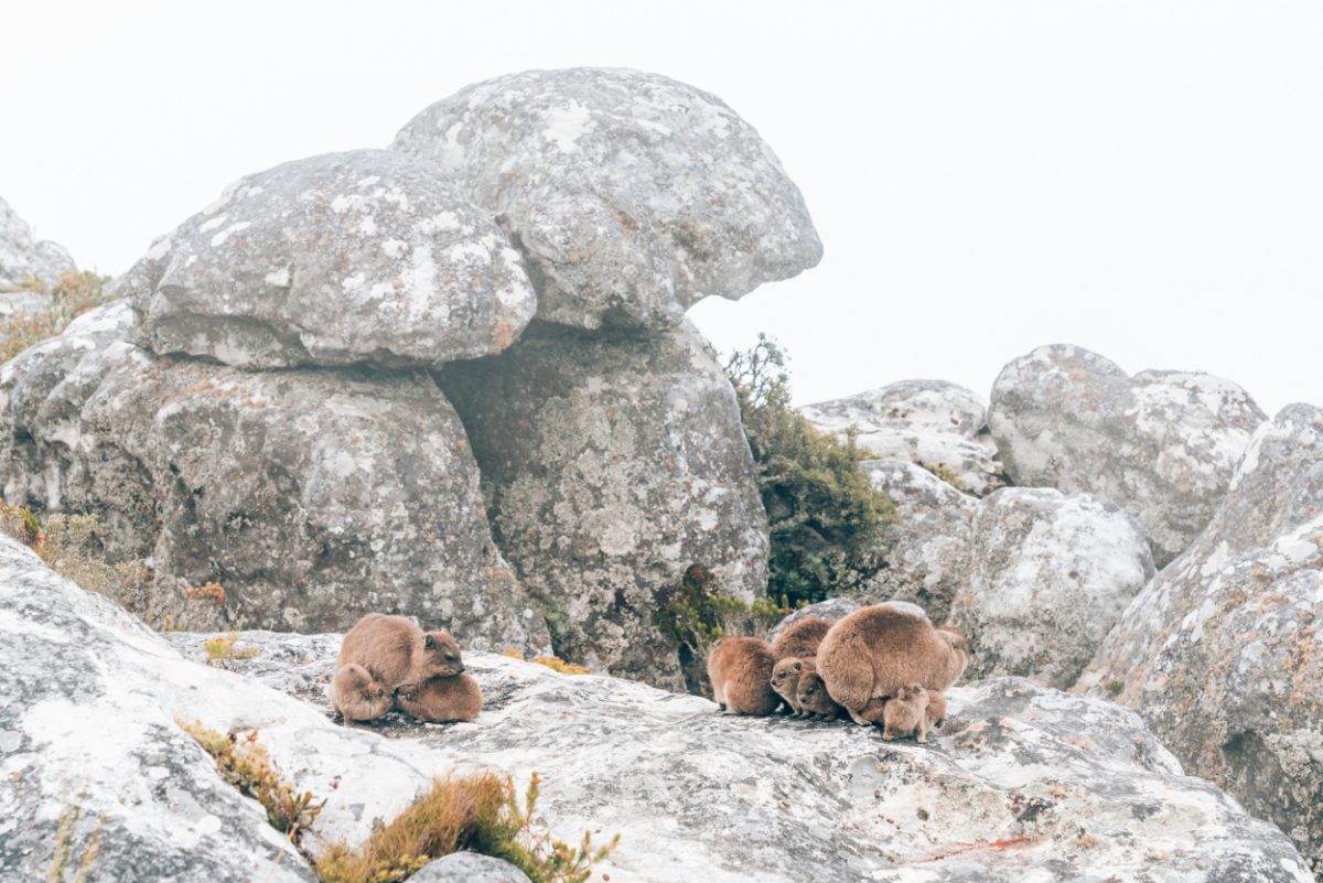 Dassies, also known as rock hyraxes, on Table Mountain among the boulders, showcasing the diverse wildlife that can be encountered while exploring Cape Town's natural wonders.