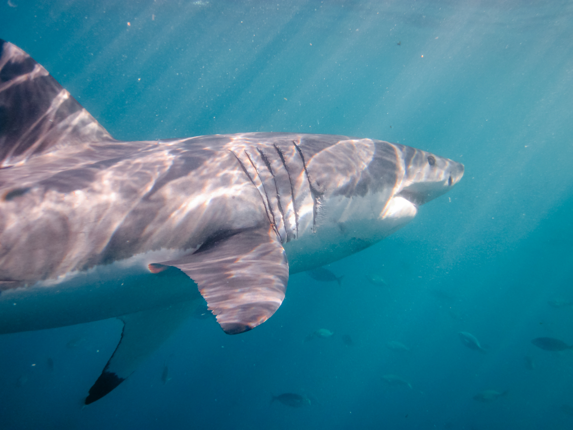 Great white shark swimming in the clear waters off the coast of Cape Town, an iconic sight for visitors interested in the marine biodiversity of the region.