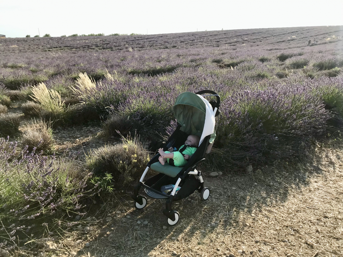 Baby in a stroller in lavender field, highlighting the tranquility of France with a baby.
