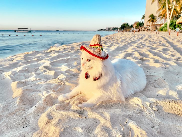 Moving to Mexico with Kids