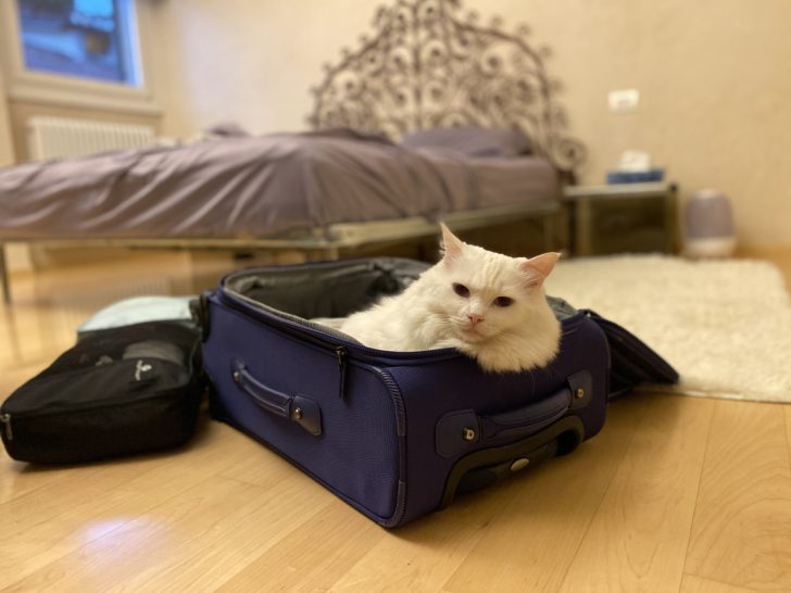 What to Do with Your Cat When You Travel