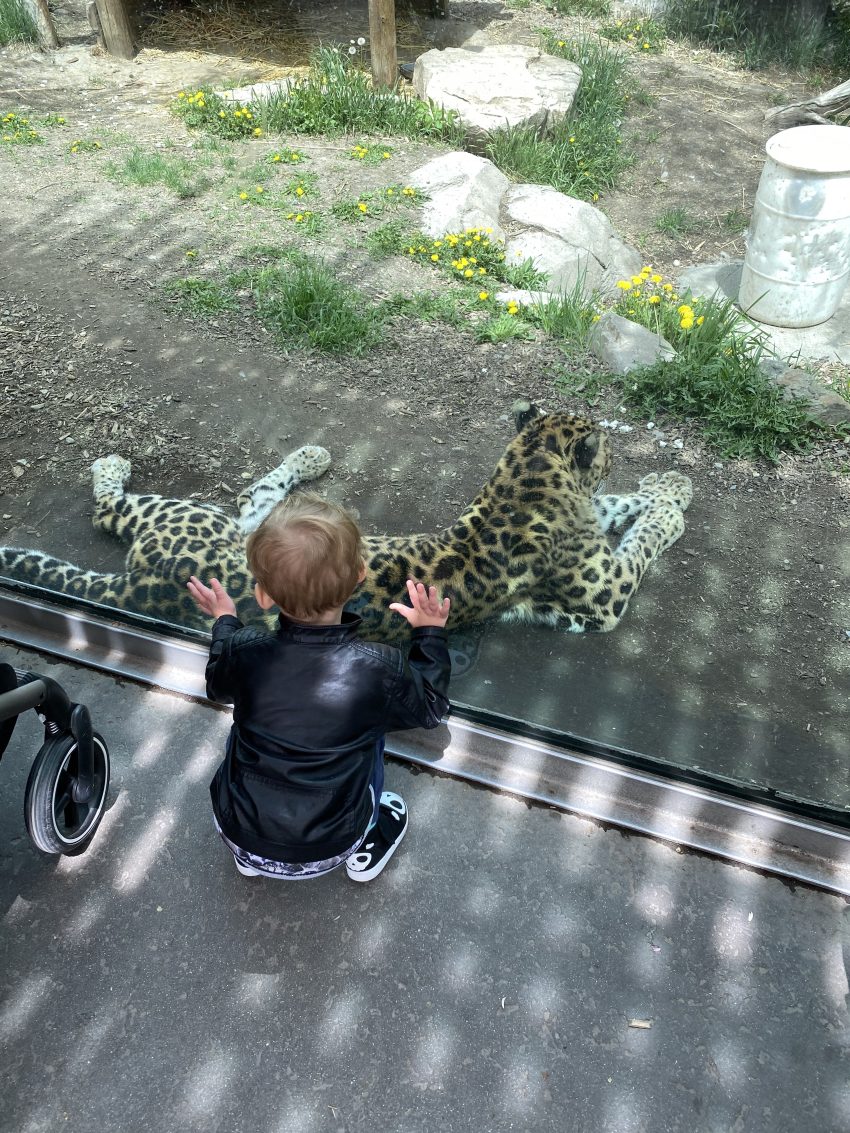 Hogle Zoo with toddler