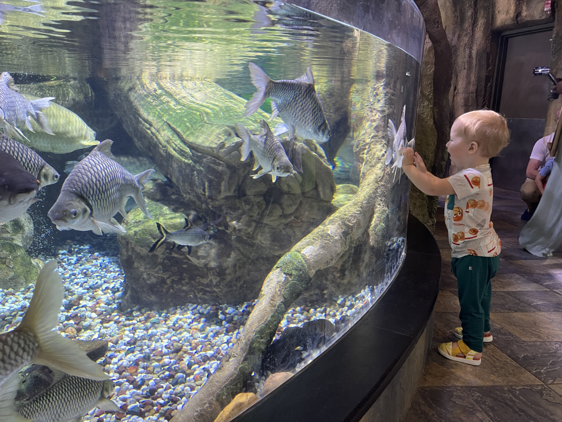dubai aquarium with kids