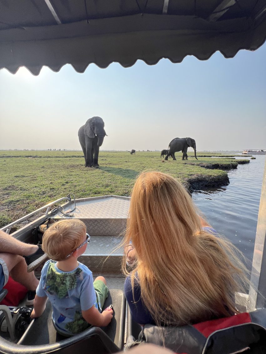 watching elephants from a boat at chobe national park